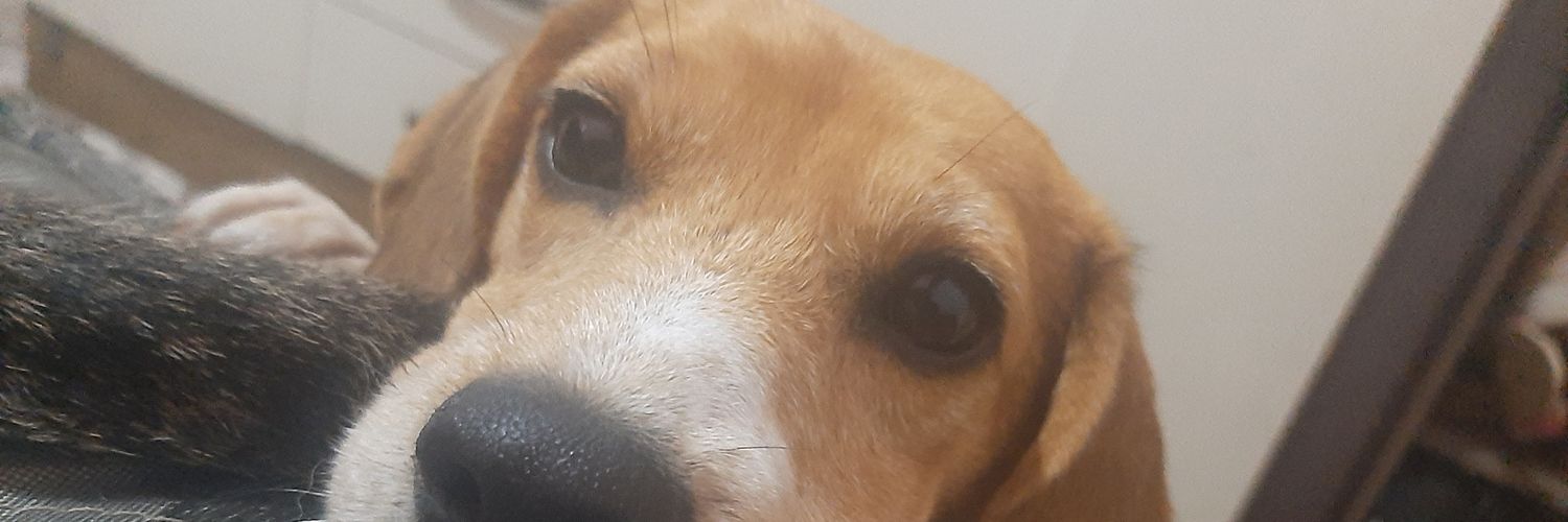 isylins's profile banner image