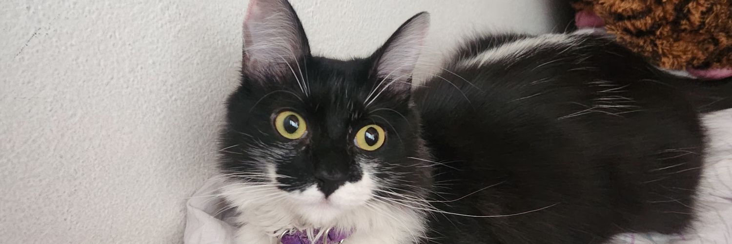 giimecar's profile banner image