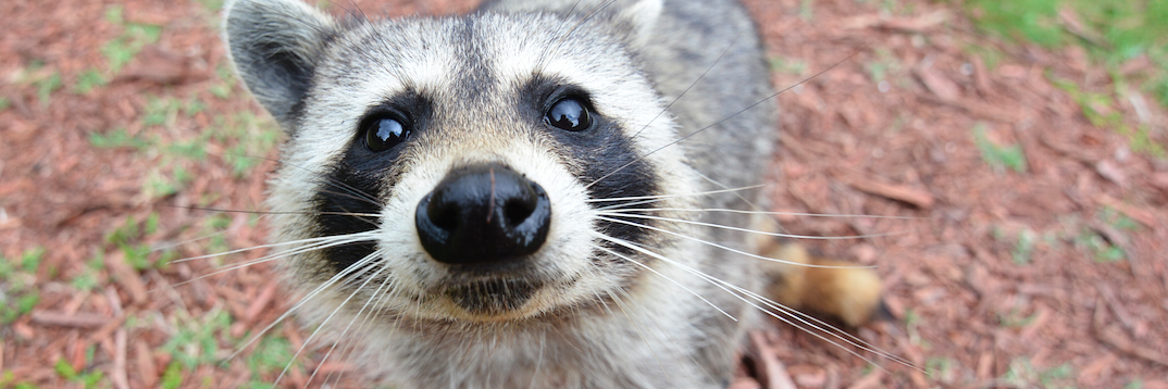 Cam Terwilliger banner