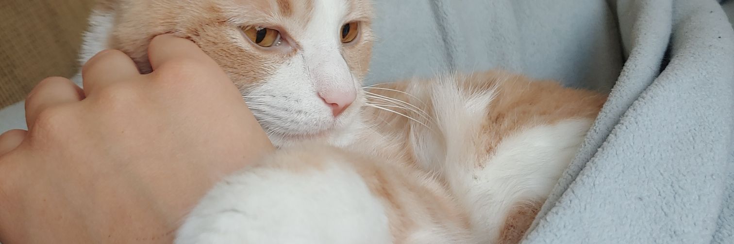 caldwaly's profile banner image