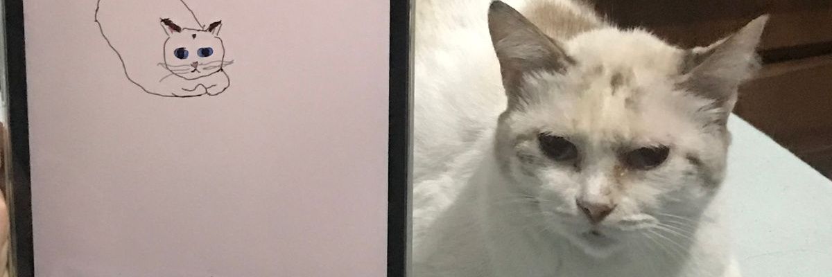 pepednl's profile banner image