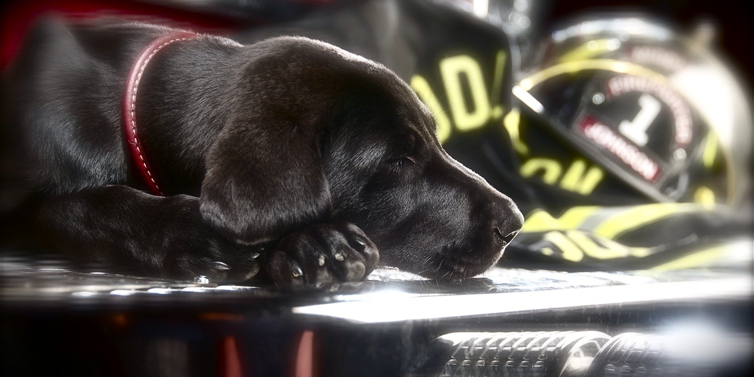 Patrick Johnson banner