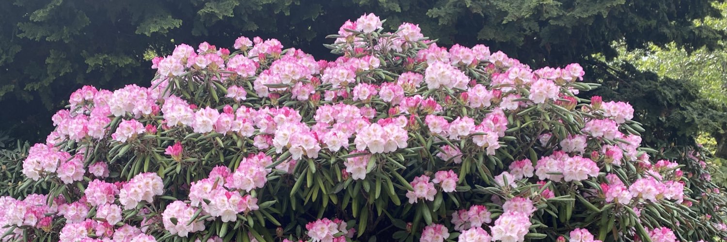 sfrknbrck's profile banner image