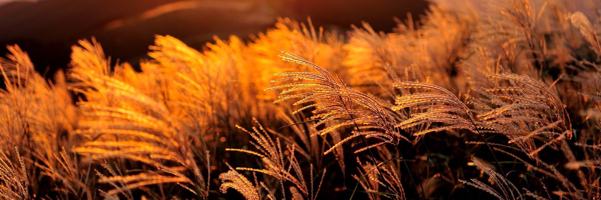 KIMINOnote's profile banner image