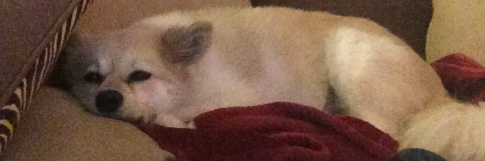 Carol Huffman banner