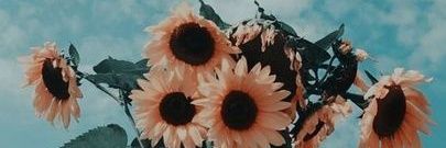 camilagh04__'s profile banner image