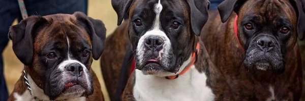 K_Pav12 Profile Banner