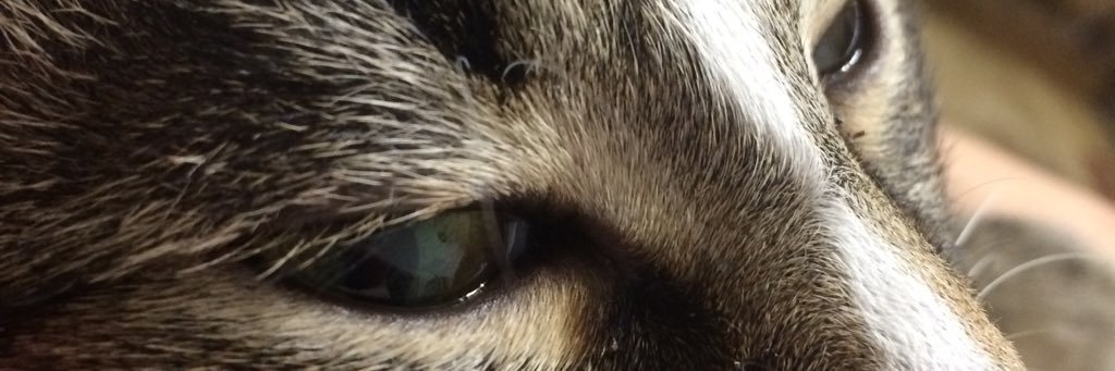 RobShamsiev's profile banner image