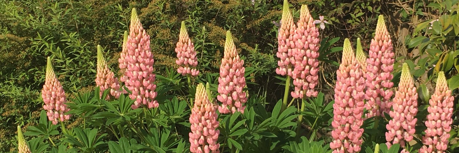 solfrini christiane banner