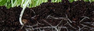 Worm Power Turf banner
