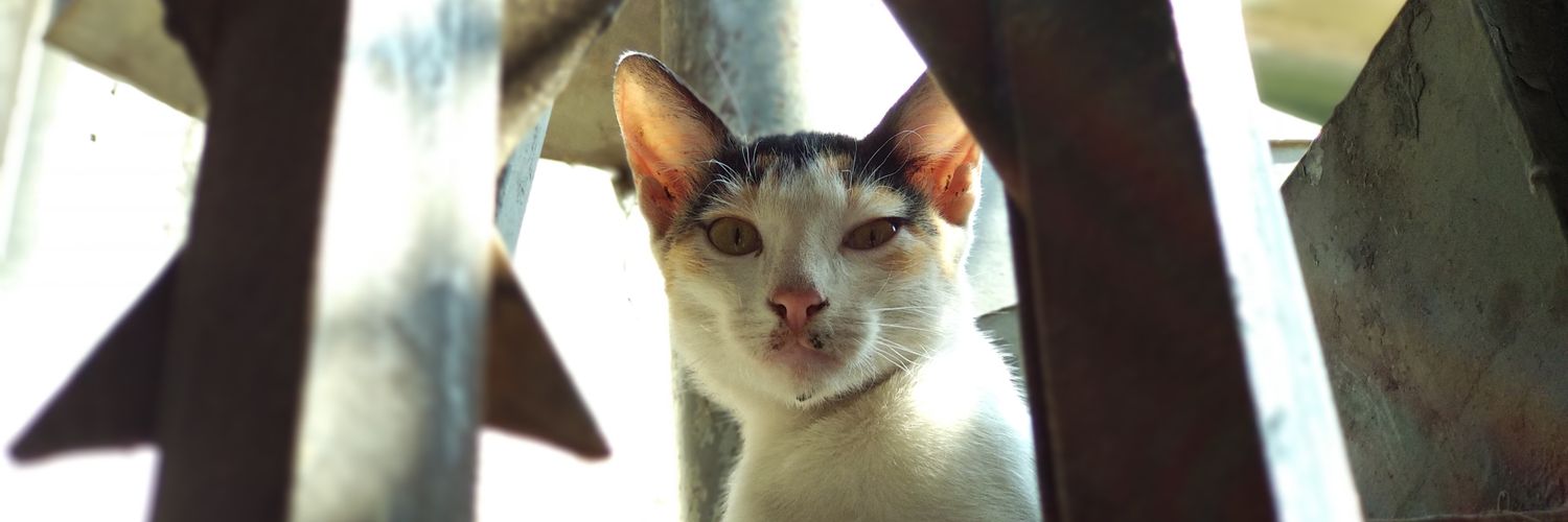 Meownaz_'s profile banner image