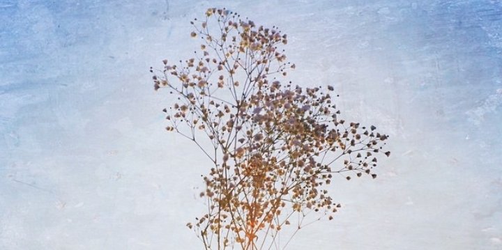 evemarlu's profile banner image