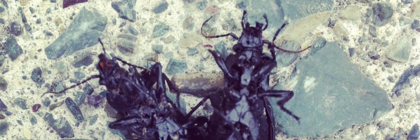 EvaLazyVegas's profile banner image