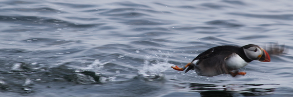 nedmay Profile Banner