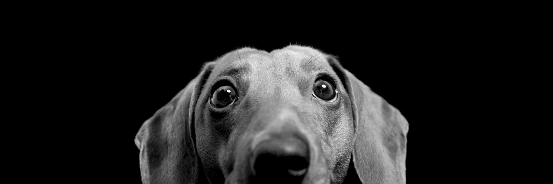 Dogmapp banner