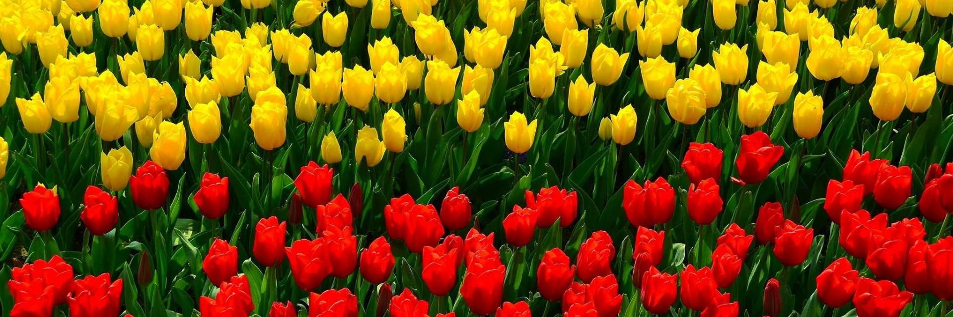 cuteflower70's profile banner image
