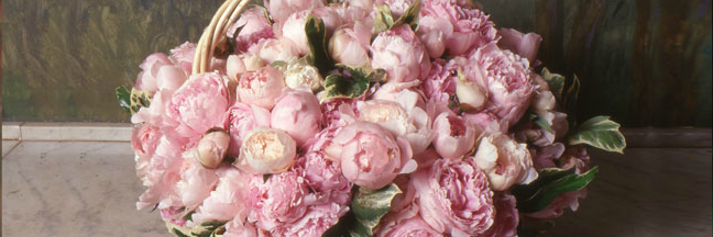Seraphine_D's profile banner image