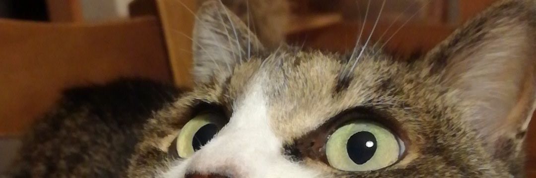 mintorazi's profile banner image