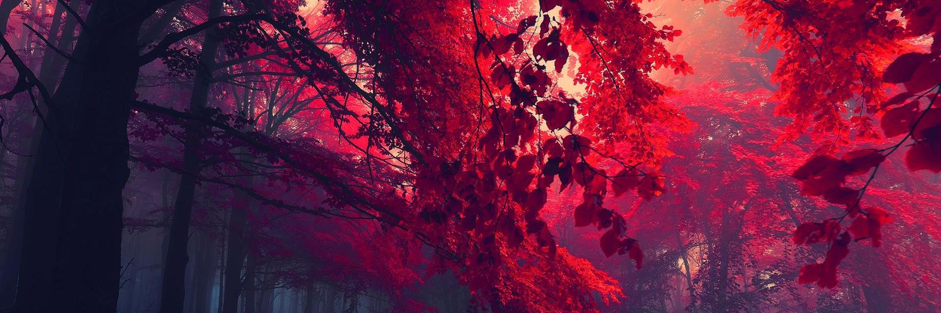 Daniela Cicardini banner