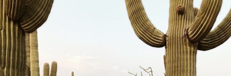 MeyraTururu's profile banner image