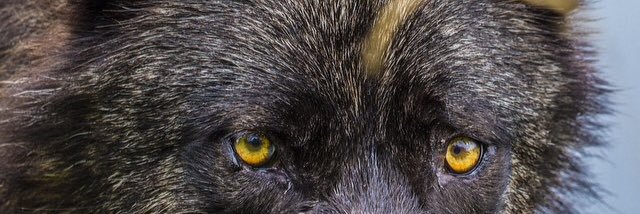 JohnOfLion's profile banner image