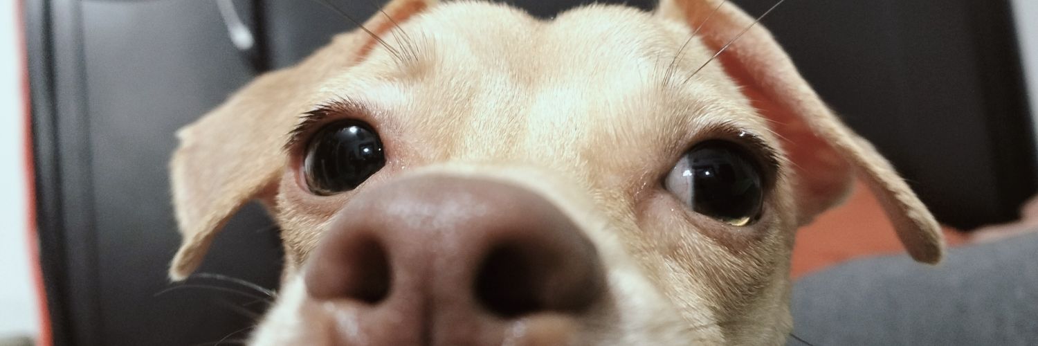 dd_jackie's profile banner image