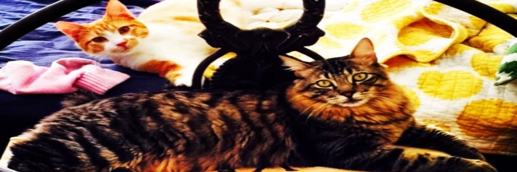 gevinella's profile banner image