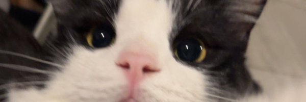 feancina Profile Banner