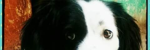 deyaniram368's profile banner image