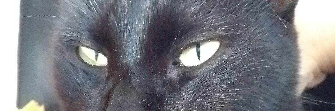 karolpimentaaa's profile banner image