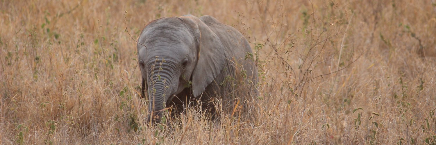 Amy Searle 🌍 banner