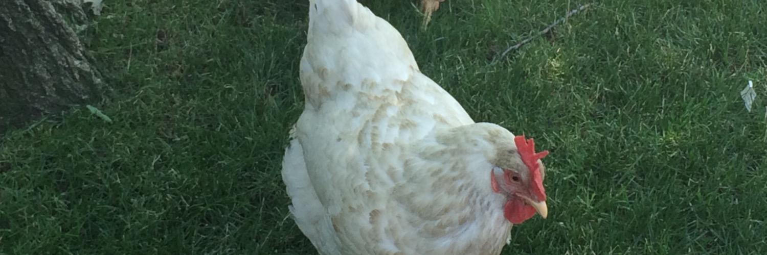 CatherineKWing's profile banner image