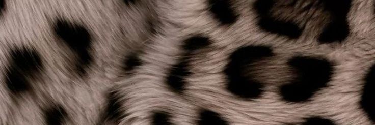 delfinazarr's profile banner image