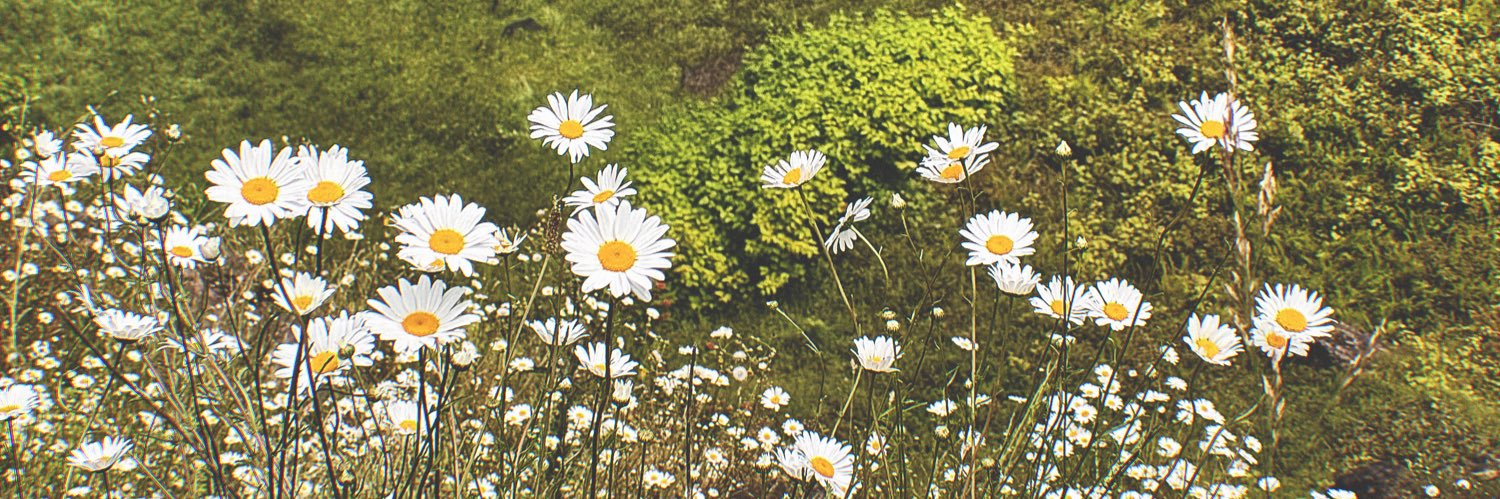 M A X I M I L I A N banner