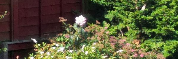 northface50 Profile Banner