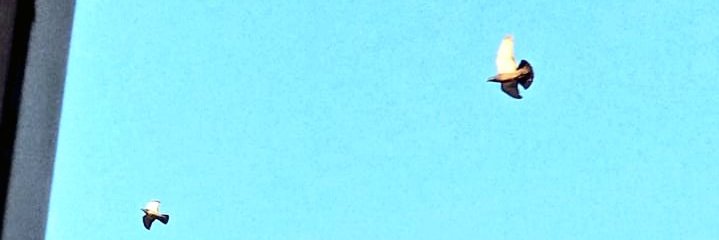 asiaseuta's profile banner image