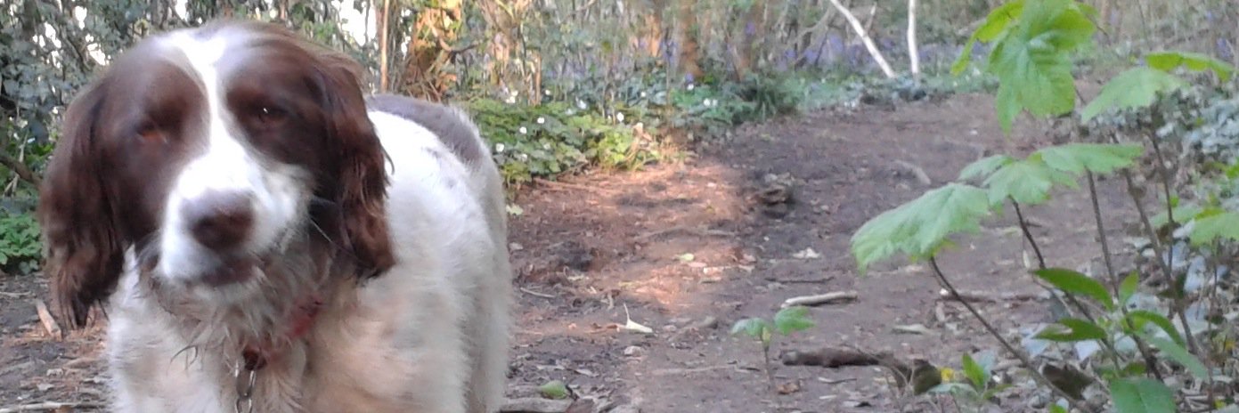 SpikeAgentk9's profile banner image