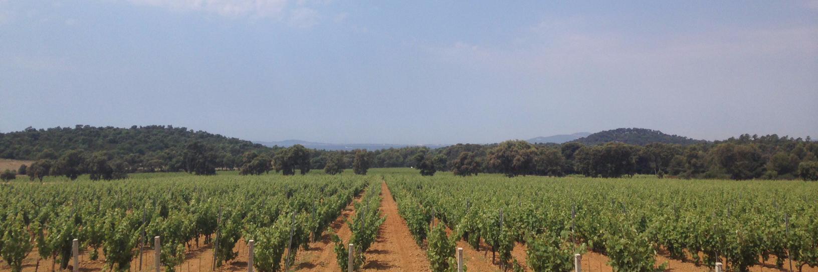 Decorum Vintners banner