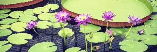 leandrakloppers's profile banner image