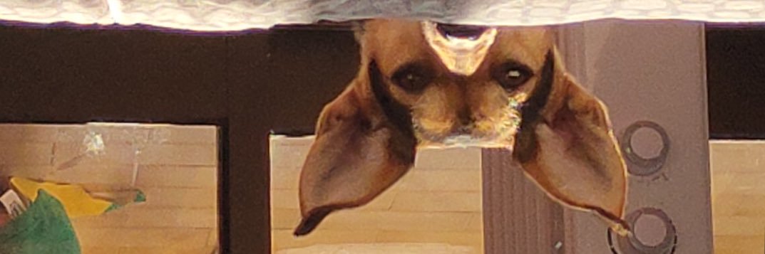 comedoradecones's profile banner image