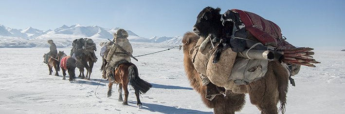 Timothy Allen banner