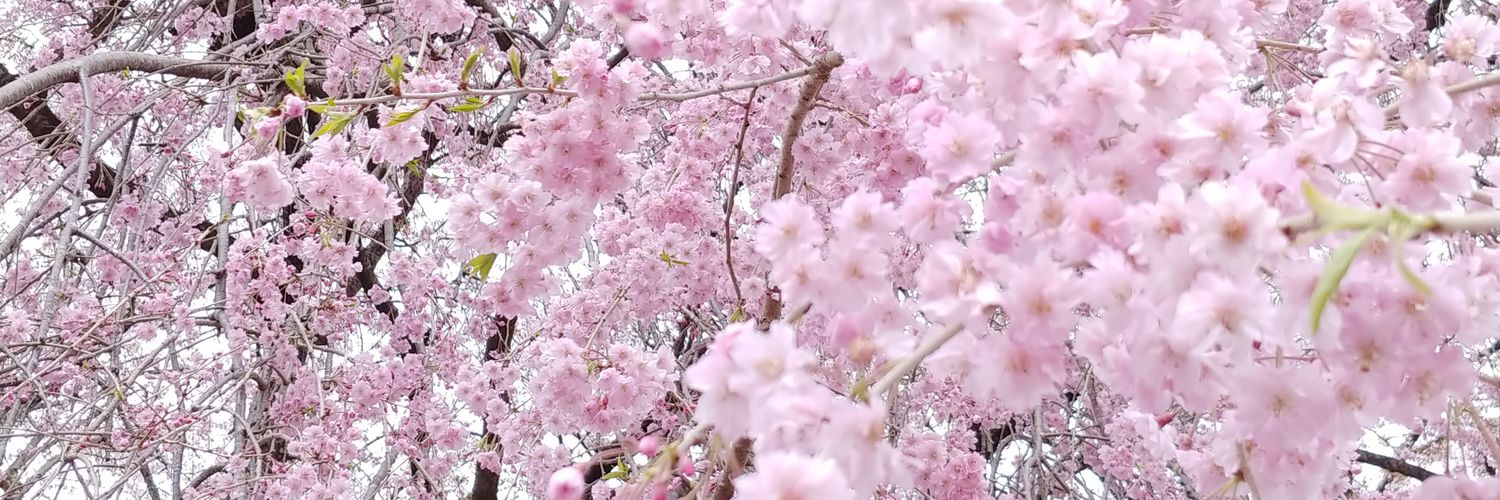 miitotama's profile banner image