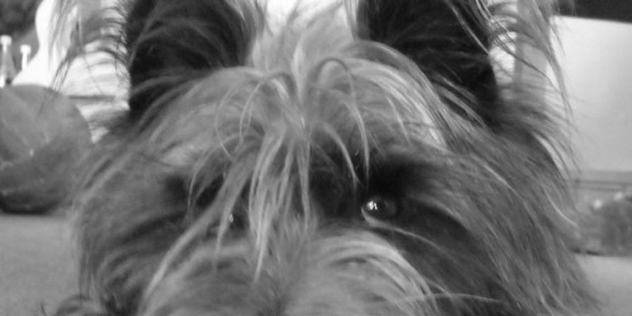 dee_walsh's profile banner image