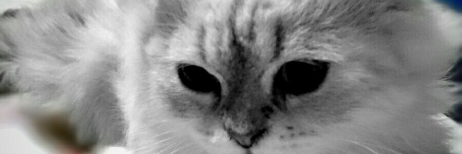 minplseee's profile banner image