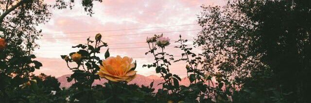 Noha_Saied's profile banner image