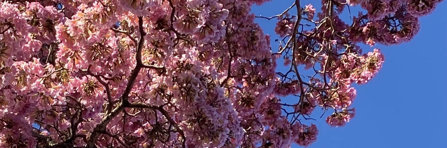notalecaest's profile banner image