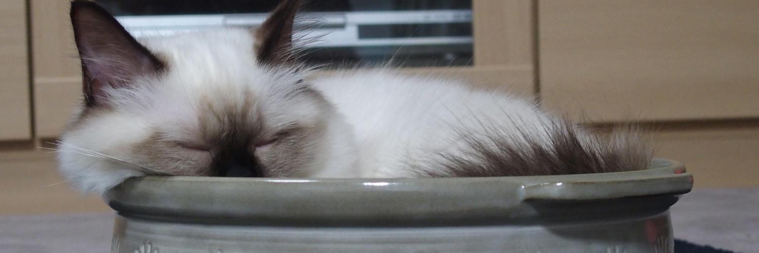 birmanmanman's profile banner image