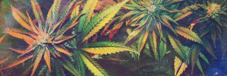 weedsize's profile banner image