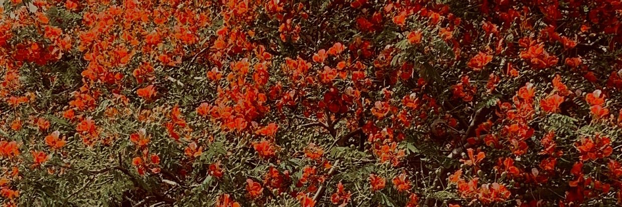 YasminEssam18's profile banner image