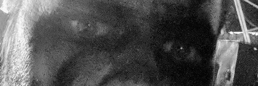 Wolfdaddy🇺🇸 🇩🇪, ☦️ ✝️ banner